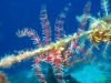 bluedive_stara_baska0609_IMG_5304