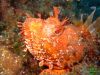 bluedive_stara_baska0609_IMG_5369