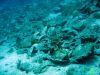 bluedive_stara_baska0609_IMG_5380