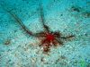 bluedive_stara_baska0609_IMG_5398