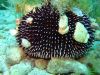 bluedive_stara_baska0609_IMG_5430