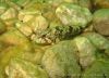 plansee_2008_img_1046
