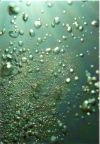 bubbles