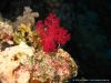 seven7seas08_IMG_1929