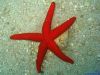 bluedive_stara_baska_2010_1935