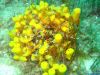 bluedive_stara_baska_2010_1941