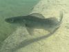 10054-blindsee_4-06002_klein