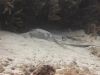 Atlantischer Stechrochen